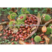 Chinese fresh chestnut